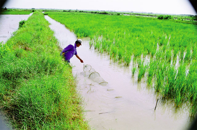 Luân canh tôm - lúa cho hiệu quả hơn hẳn lúa độc canh